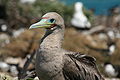 Red footed Booby brown morph.JPG