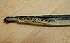Stockfish of arctic lamprey (Lethenteron japonicum).jpg
