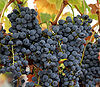 Wine grapes07.jpg