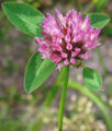 Rotklee Trifolium pratense.jpg