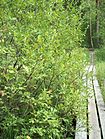 Salix aurita Virpapaju C H7643.jpg