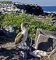 Blue-Footed Booby with offspring.jpg