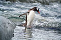 Antarctic, gentoo penguin (js) 16.jpg