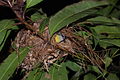 Bananaquit nest, Costa Rica.JPG