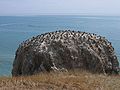 Bird Island, Qinghai Lake.jpg