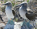Blue-footed Booby Comparison.jpg