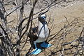 Blue-footed Booby at Isla de la Plata.jpg