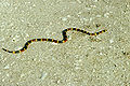 Coral snake.jpg