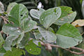 Dhak (Butea monosperma) leaves in Kolkata W IMG 4223.jpg