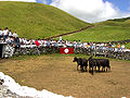 Festas tradicionais dos Açores, Touradas na ilha Terceira. Tentadero, ilha Terceira, Açores, Portugal.jpg