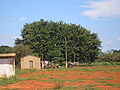 Ficus gigantea na Vila S. Vicente.JPG