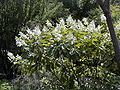 Hydrangea paniculata 'Unique'.jpg