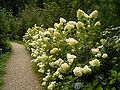 Hydrangea paniculata 01 ies.jpg