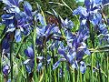 Kosaciec syberyjski Iris sibirica kwiaty.jpg