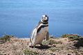 Magellanic penguin.jpg