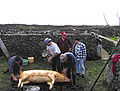 Matança do Porco, acontecimento tradicional de grande importância outrora dos Açores, ilha Terceira, Açores, Portugal.jpg