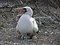 Nazca booby chick and egg.jpg
