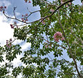Pink Trumpet Tree (Tabebuia impetiginosa) flowering tree in Hyderabad, AP W 298.jpg