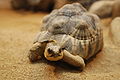 Radiated Tortoise Tennoji.jpg
