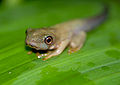 Red-eyed Tree Frog (Agalychnis callidryas) recent metamorph.jpg