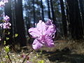Rhododendron dauricum Transbaikal 3.jpg