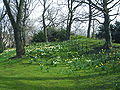 St Stephens Green in spring.jpg