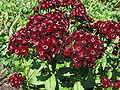 Sweet William Dianthus barbatus 'Heart Attack' Flowers 2816px.jpg