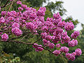 Tabebuia impetiginosa (Pink Trumpet tree) in Hyderabad, AP W IMG 2605.jpg