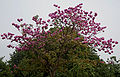 Tabebuia impetiginosa (Pink Trumpet tree) in Hyderabad, AP W IMG 2606.jpg