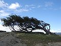 Windswept tree - Ushuaia.jpg