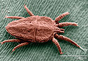 Flat mite, Brevipalpus phoenicis.jpg