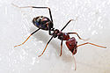 Meat eater ant feeding on honey02.jpg