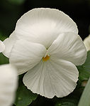 Pansy Viola x wittrockiana 'Delta Premium Pure White' Flower 1970px.jpg