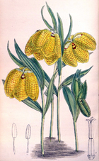 Fritillaria aurea - Sect Fritillaria - 120 1894 - MS JNFitch.png
