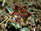 Fritillariafalcata.jpg