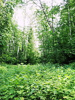 Biryulyovskiy Forest Park.jpg