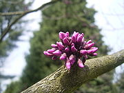 Cercis canadensis 'Forest play' 04-05-2006 14.01.06.JPG