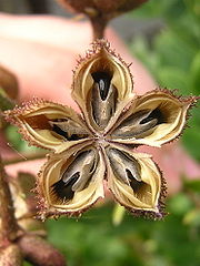 Dictamnus albus seeds.jpg