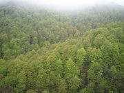 Dilijan forest national park.jpg