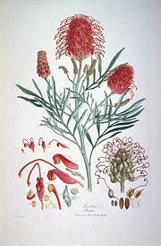 Grevillea Banksii (Illustrationes Florae Novae Hollandiae plate 9).jpg