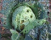 Groene savooiekool schade van kooluil (Mamestra brassicae damage).jpg