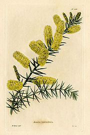 Loddiges 535 Acacia verticillata drawn by W Miller.jpg