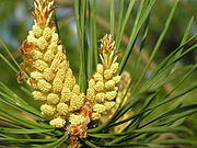 Pinus sylvestris flos pollen bialowieza forest beentree.jpg