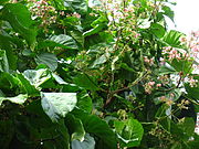 RUBIACEAE Cinchona pubescens.jpg