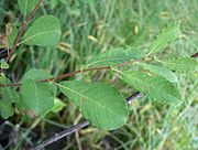 Salix aurita Virpapaju C H7649.jpg