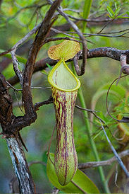 Nepenthes mindanaoensis ASR 072007 legaspi mindanao.jpg