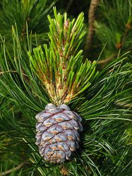 Pinus sibirica cone and shoots PAN.JPG