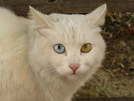 Белая кошка с одним голубым и одним желтым глазом
