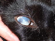 Feline lens luxation.JPG