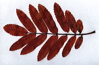 Sorbus aucuparia leaf fall colour.jpg